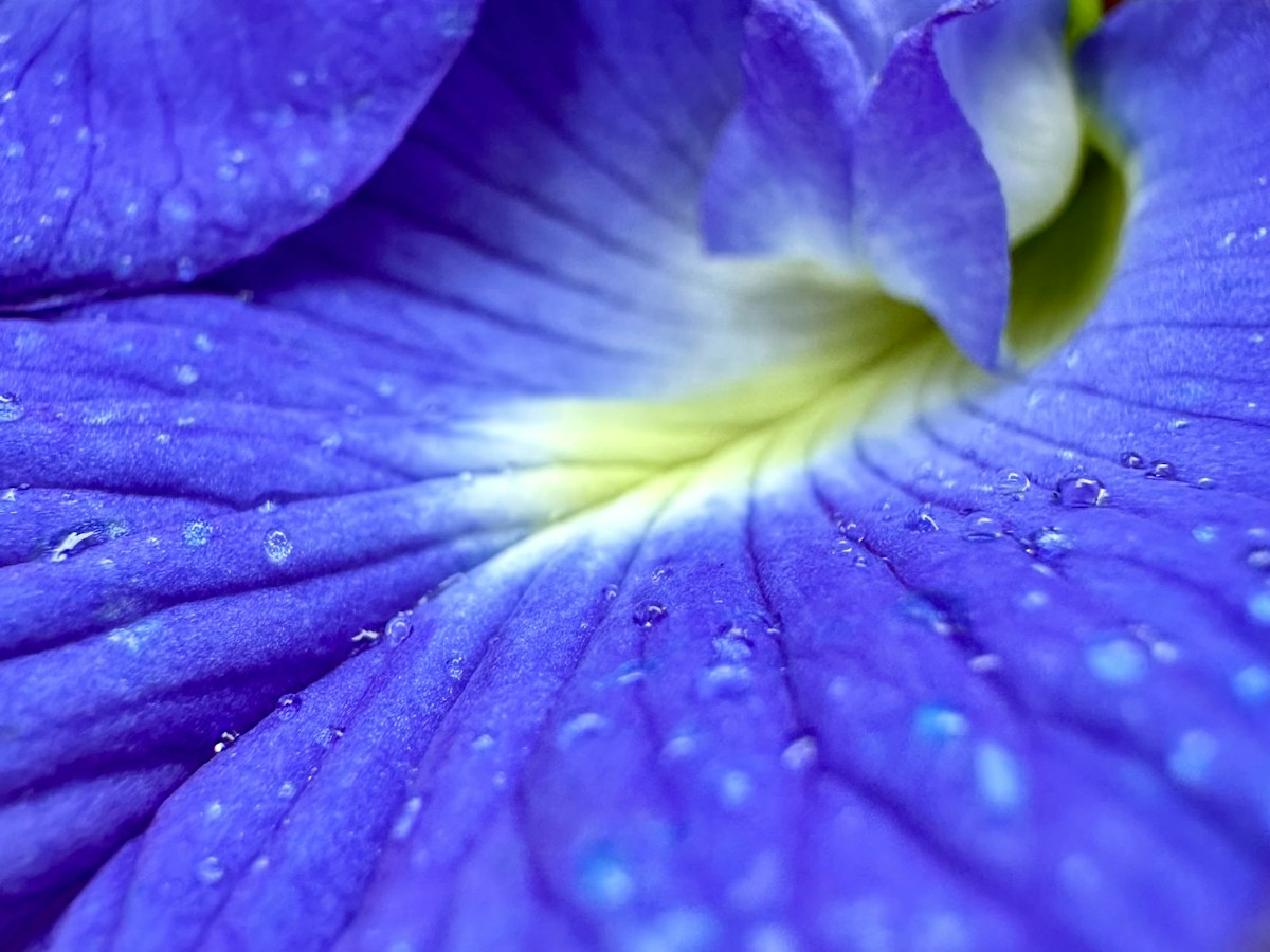 Butterfly Pea Gel